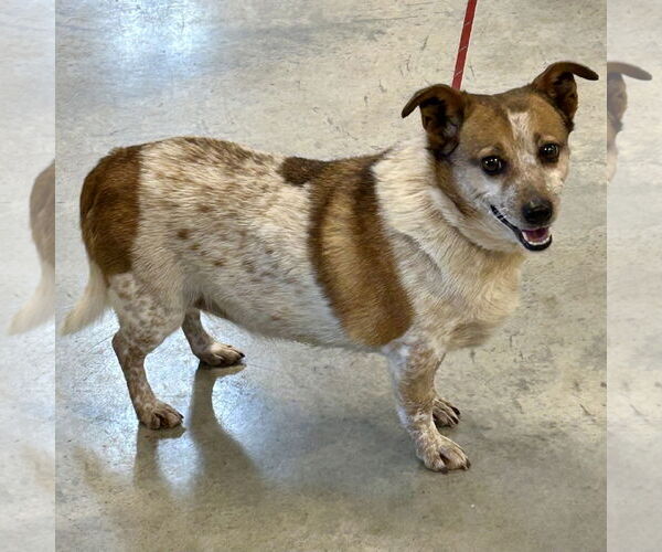 Medium Photo #6 Red Heeler-Unknown Mix Puppy For Sale in Batavia, OH, USA