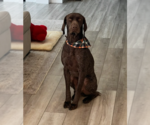 Small German Shorthaired Pointer