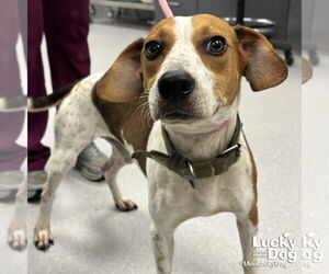Red Heeler-Unknown Mix Dogs for adoption in Washington, DC, USA