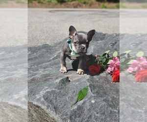 French Bulldog Puppy for Sale in CRANSTON, Rhode Island USA