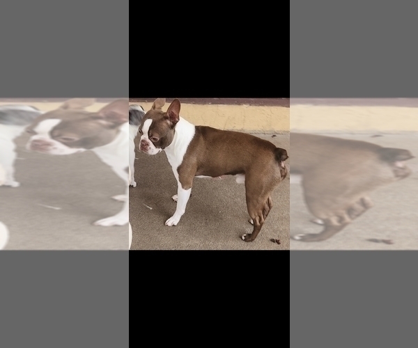 Medium Photo #1 Faux Frenchbo Bulldog Puppy For Sale in FT MYERS, FL, USA