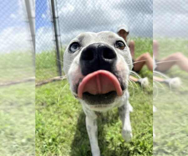 Medium Photo #3 Mutt Puppy For Sale in Abbeville, LA, USA
