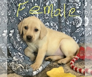 Labrador Retriever Puppy for sale in OCALA, FL, USA
