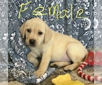 Image preview for Ad Listing. Nickname: Willow