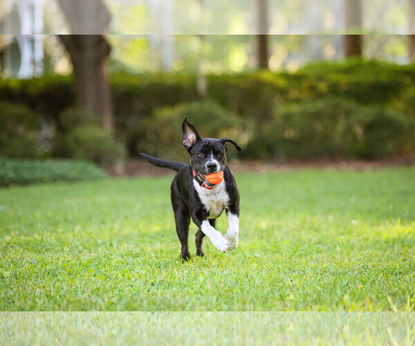 Medium Photo #11 Mutt Puppy For Sale in  Gainesville, FL, USA