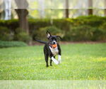Small #10 Mutt