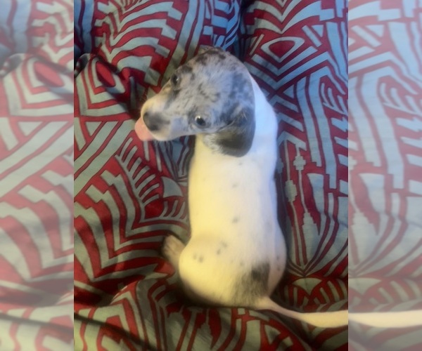 Medium Photo #141 Dachshund Puppy For Sale in LAKEBAY, WA, USA