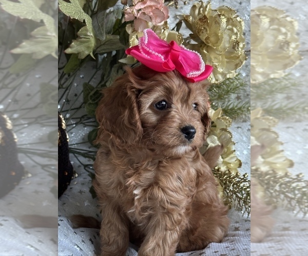 Medium Photo #4 Cavapoo Puppy For Sale in GREENVILLE, MO, USA