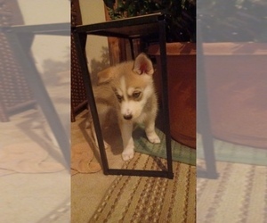 Gerberian Shepsky Puppy for sale in EDMORE, MI, USA