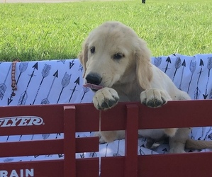 Golden Retriever Puppy for sale in AUSTIN, KY, USA