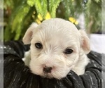 Small #7 Maltese