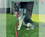 Small #1 German Shepherd Dog