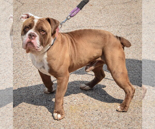 Medium Photo #2 Bulldog Puppy For Sale in Huntley, IL, USA