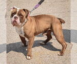 Small #1 Bulldog