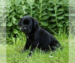 Small #4 Cane Corso