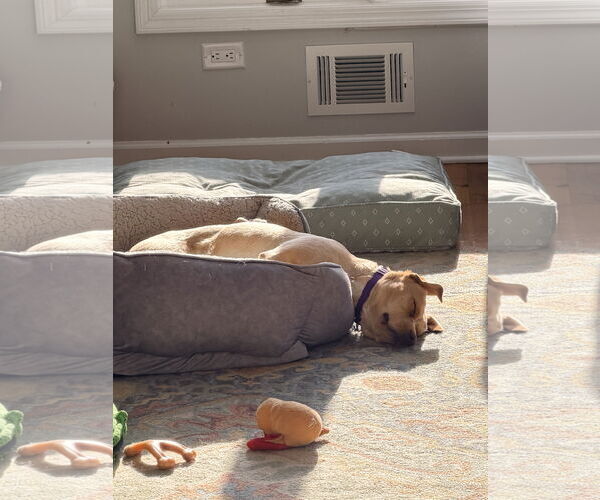 Medium Photo #3 Mutt Puppy For Sale in Rockaway, NJ, USA