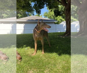 Doberman Pinscher Dogs for adoption in Minneaoplis, MN, USA