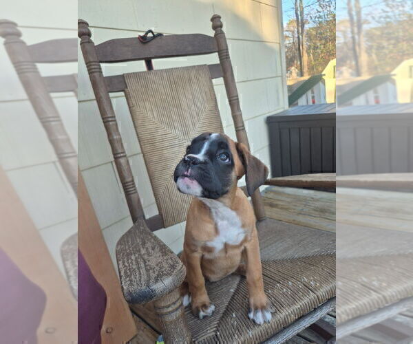Medium Photo #4 Boxer Puppy For Sale in GALLOWAY, NJ, USA