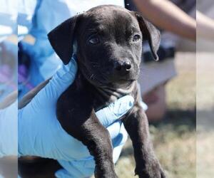 Mutt Dogs for adoption in San Antonio, TX, USA
