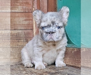 French Bulldog Puppy for sale in FORT LAUDERDALE, FL, USA