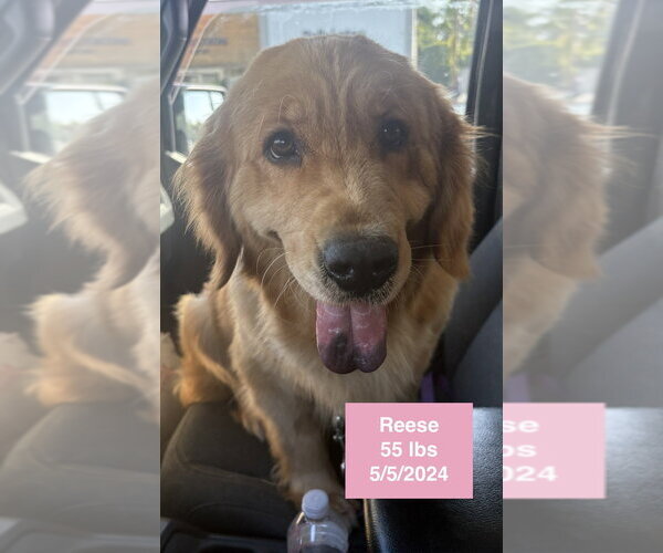 Medium Photo #16 Golden Retriever Puppy For Sale in West Hollywood, CA, USA