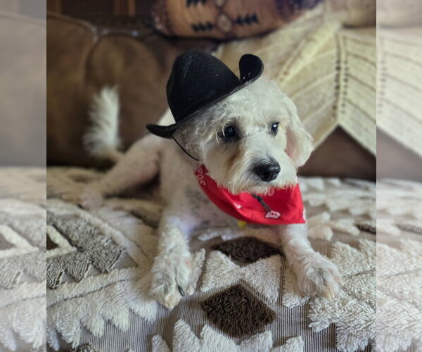 Medium Photo #4 Mutt Puppy For Sale in Sandy, UT, USA