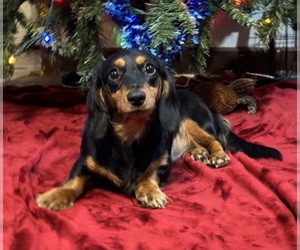 Mother of the Dachshund puppies born on 02/27/2026