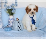 buddy - Male Goldendoodle (Miniature) Puppy for Sale - Photo #3
