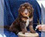 Small Bernedoodle (Miniature)