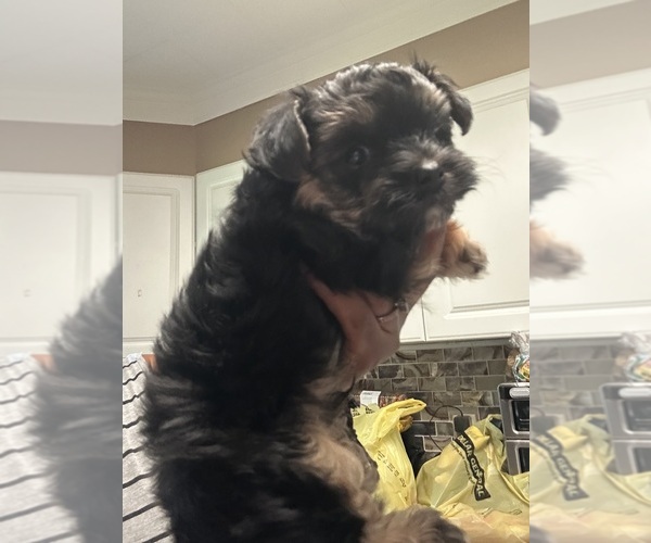 Medium Photo #4 Morkie Puppy For Sale in COLUMBIA, SC, USA