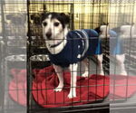 Small #1 Jack Russell Terrier Mix