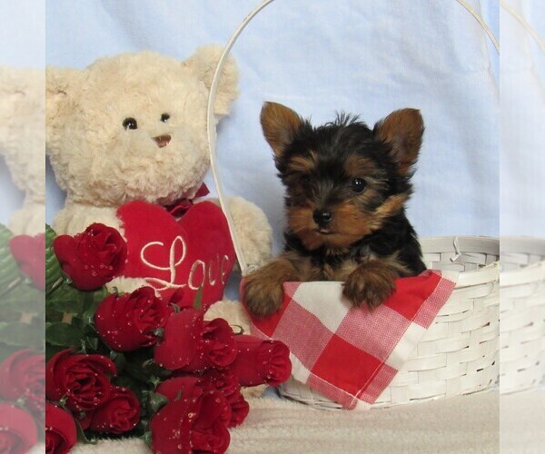 Medium Photo #2 Yorkshire Terrier Puppy For Sale in LEBANON, PA, USA