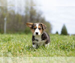 Small Photo #11 Pembroke Welsh Corgi Puppy For Sale in WARSAW, IN, USA