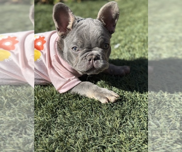 Medium Photo #1 French Bulldog Puppy For Sale in MANTECA, CA, USA