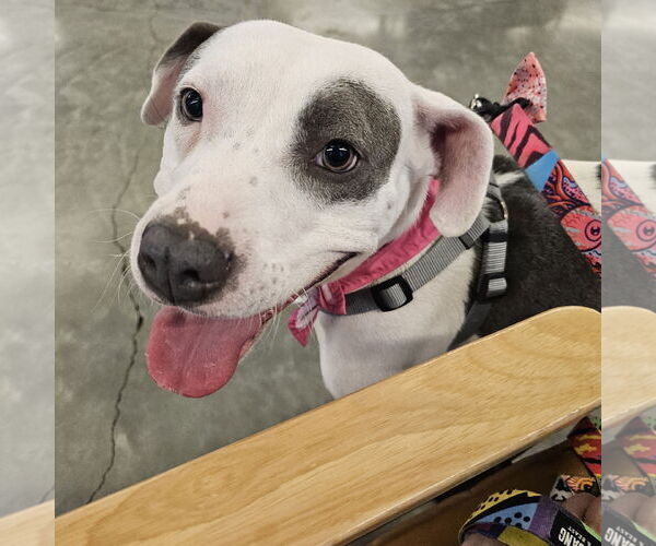 Medium Photo #1 Mutt Puppy For Sale in Fargo, ND, USA