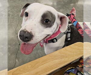 Mutt Dogs for adoption in Fargo, ND, USA