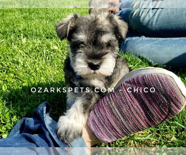 Medium Photo #7 Schnauzer (Miniature) Puppy For Sale in CEDAR GAP, MO, USA