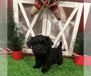 Poovanese Puppy for sale in JASPER, GA, USA