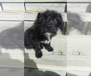 Wapoo Puppy for sale in ARVADA, CO, USA