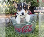 Small #4 Pembroke Welsh Corgi