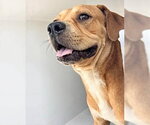 Small Black Mouth Cur Mix