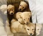 Small Photo #4 Goldendoodle Puppy For Sale in WEST ALEXANDRIA, OH, USA
