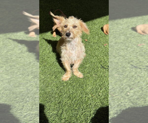 Medium Photo #2 Cairn Terrier-Dachshund Mix Puppy For Sale in San Diego , CA, USA