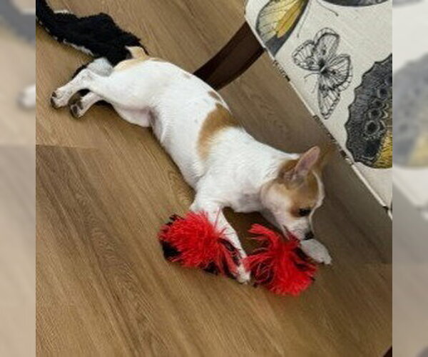 Medium Photo #3 Chihuahua-Unknown Mix Puppy For Sale in HOUSTON, TX, USA