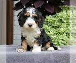 Small #2 Cavapoo (Miniature)