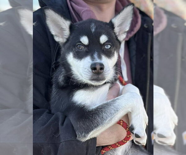 Medium Photo #1 Alaskan Klee Kai Puppy For Sale in Matawan, NJ, USA