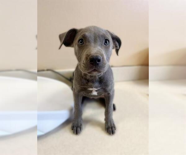 Medium Photo #9 American Pit Bull Terrier-Unknown Mix Puppy For Sale in Sebec, ME, USA