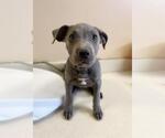 Small #8 American Pit Bull Terrier Mix