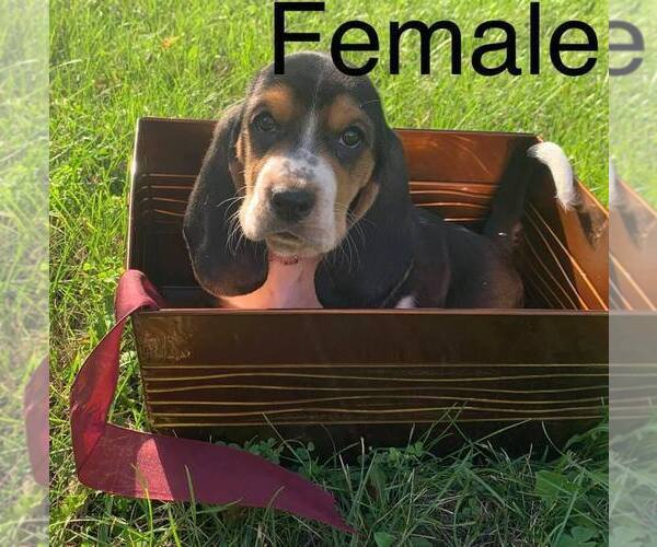 Medium Photo #3 Basset Hound Puppy For Sale in INDIANAPOLIS, IN, USA