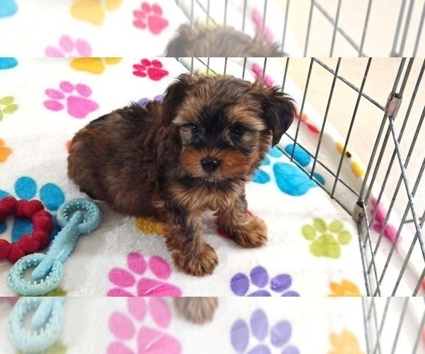 Medium Photo #10 Yorkshire Terrier Puppy For Sale in ORO VALLEY, AZ, USA